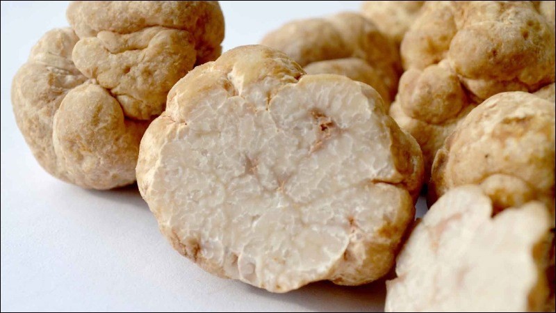 Nấm truffle là gì? Nấm truffle mua có tác dụng gì mua ở đâu và giá bao nhiêu?